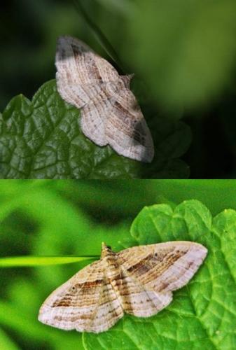 Réf. 330 683 : Costaconvexa polygrammata